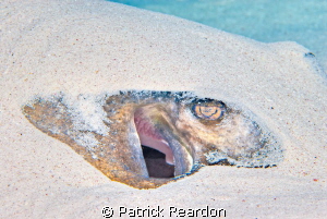 Southern Ray with a tone mapped filter. by Patrick Reardon 